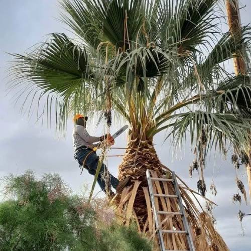 Tree Services